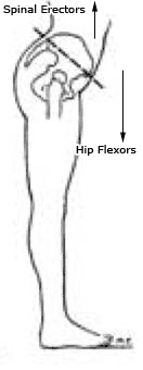 anterior vs neutral