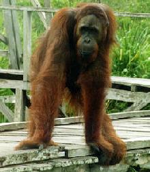 orangutan orangutan