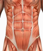 Should We Train the Rectus Abdominis? - Robertson Training Systems