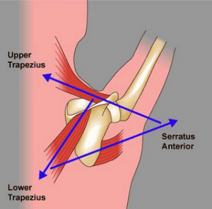 The Upward Rotation Force Couple