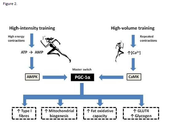 I did 15 minutes of zone 5 cardio. Shouldn't this have an impact on the  anaerobic effect? Am I not getting it right? : r/Garmin