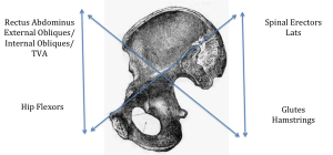 Pelvis